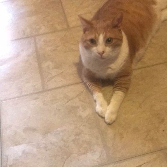 Meet your Posher, Josephine - Picture 1 of 1